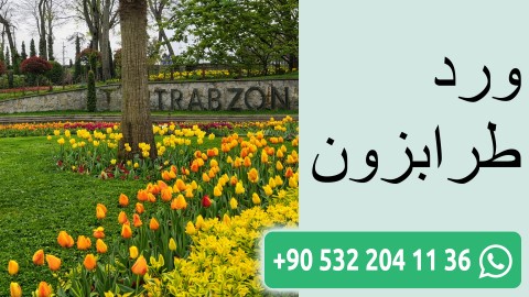 ورد طرابزون